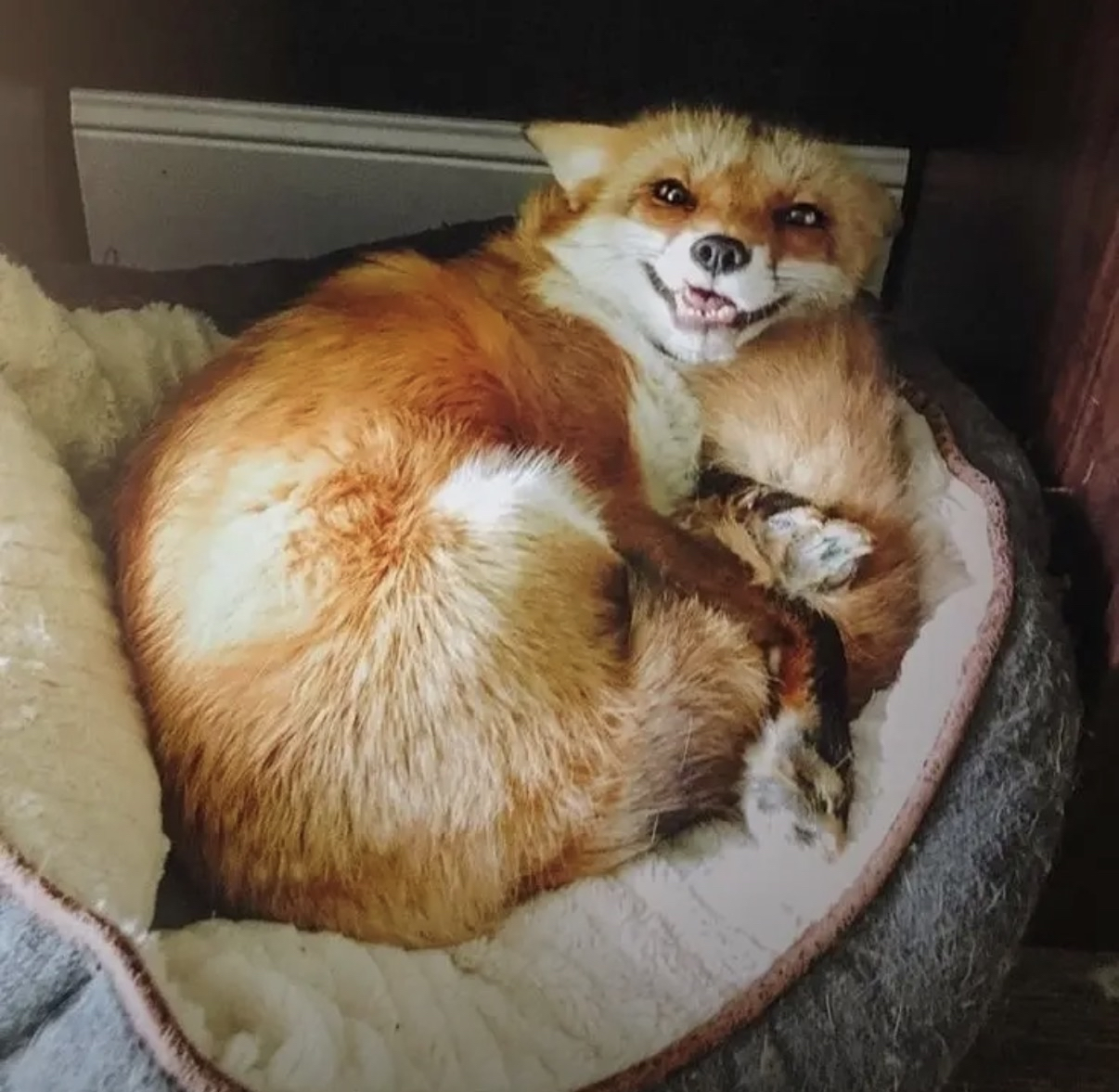 An image of a fox curled up on a dog bed.